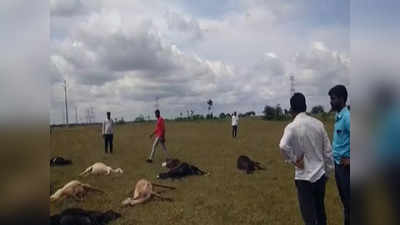 Beed News: अंबाजोगाईत एकाचवेळी ३२ मेंढ्या बेशुद्ध, १६ मेंढ्यांचा मृत्यूचं खरं कारण आलं समोर