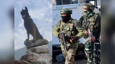 Indian Army Dog: ಸೇನೆಯ ಶ್ವಾನದ ವೀರೋಚಿತ ಹೋರಾಟ: ಗುಂಡೇಟು ಬಿದ್ದರೂ 2 ಉಗ್ರರನ್ನು ಬಲಿಪಡೆದ ಜೂಮ್