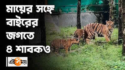 Bengal Safari Park : মায়ের সঙ্গে বাইরের জগতে ৪ শাবকও