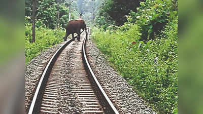 Assam Elephants Death: ರಾಜಧಾನಿ ಎಕ್ಸ್‌ಪ್ರೆಸ್‌ ಡಿಕ್ಕಿ: ಮರಿಯಾನೆ, ತಾಯಿ ದಾರುಣ ಸಾವು