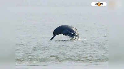 Dolphin in Burdwan: দামোদরের জলে ডলফিনের খেল! উপচে পড়া ভিড় নদের ধারে