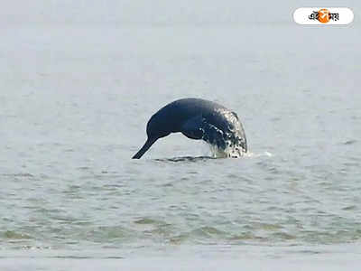 Dolphin in Burdwan: দামোদরের জলে ডলফিনের খেল! উপচে পড়া ভিড় নদের ধারে