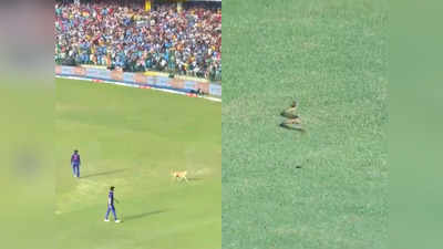Dog in IND vs SA Match : সাপের পর এবার কুকুর! মনের আনন্দে মাঠে ঢুকে দাপাদাপি সারমেয়র