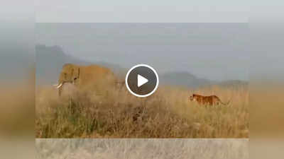 Sher or Hathi ki Ladai: हाथी को मारने के लिए दौड़ा टाइगर, गजराज ने 30 सेकंड में बाजी पलट दी