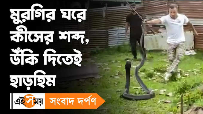 King Cobra Snake : মুরগির ঘরে কীসের শব্দ, উঁকি দিতেই হাড়হিম