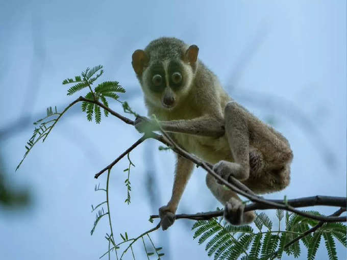 ​ಕಡವೂರ್ ಸ್ಲೆಂಡರ್ ಲೋರಿಸ್ ಅಭಯಾರಣ್ಯ ಸ್ಥಾಪನೆ