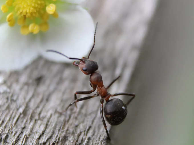 मुंग्यांमध्ये प्रचंड शक्ति असते