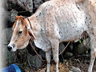 राज्य सरकारचा दिलासा; लम्पीमुळे मृत जनावरांच्या पशुपालकांना अर्थसाह्य