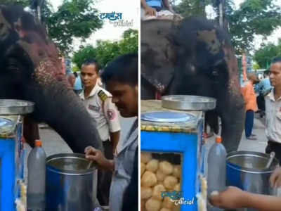 వైరల్ వీడియో.. పానీపూరీ తింటున్న ఏనుగు.. ఆశ్చర్యంగా ఉందే.!