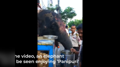 Viral video: PaniPuri விரும்பி சாப்பிடும் யானை! வைரல் வீடியோ