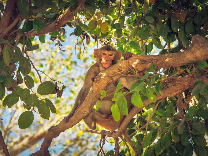 ಮಹಾತ್ಮ ಗಾಂಧಿ ರಾಷ್ಟ್ರೀಯ ಉದ್ಯಾನವನ, ಅಂಡಮಾನ್