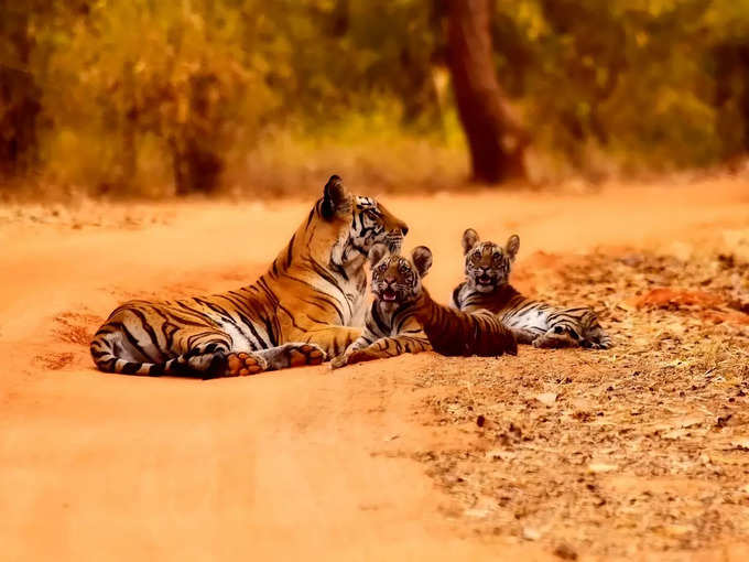 ನಾಗರಹೊಳೆ ಮತ್ತು ಬಂಡೀಪುರ, ಕರ್ನಾಟಕ