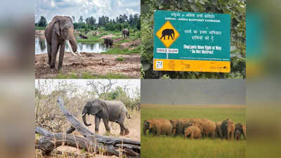 Jungle News: जंगली हाथी को छेड़ने की सोचिएगा भी मत, एक बार आपको याद करके गंध सूंघ ली तो काम तमाम