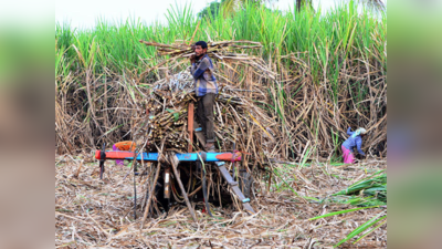 Sugar Cane Farmers: ಕಬ್ಬು ಬೆಳೆಗಾರರು ಹಾಗೂ ಸರ್ಕಾರದ ನಡುವೆ ದ್ವೀಪಕ್ಷಿಯ ಒಪ್ಪಂದ