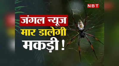Jungle News: सेक्‍स के तुरंत बाद क्‍यों मकड़े की जान पर बन आती है? मकड़ी की वो डरावनी हरकत