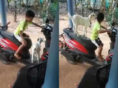 Viral Video: റൈഡറും ആട്ടിന്‍ക്കുട്ടിയും സൂപ്പര്‍; വൈറലായി വീഡിയോ