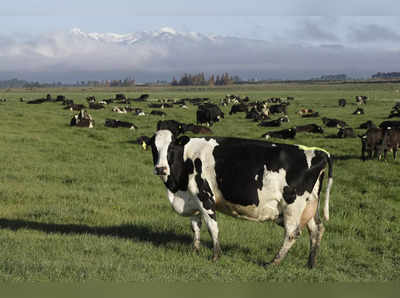 Tax on Cows Burps & Farts |  ನ್ಯೂಜಿಲೆಂಡ್‌ನಲ್ಲಿ ಇನ್ನು ಮುಂದೆ ಹಸುವಿನ ಹೂಸು, ತೇಗಿಗೂ ತೆರಿಗೆ!