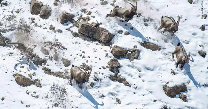 विलुप्त होने की कगार पर हिम तेंदुआ