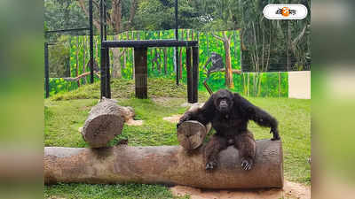 Alipore Zoo Chimpanzee Babu : সেলেব বাবুর ৩৪-এ পা, গ্র্যান্ড সেলিব্রেশনে কী উপহার দেবেন মা সোহিনী?