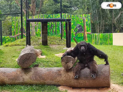 Alipore Zoo Chimpanzee Babu : সেলেব বাবুর ৩৪-এ পা, গ্র্যান্ড সেলিব্রেশনে কী উপহার দেবেন মা সোহিনী?