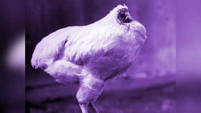 ‘या’ कोंबड्यासमोर यमराजही हरले! मान कापली तरी १८ महिने जिवंत