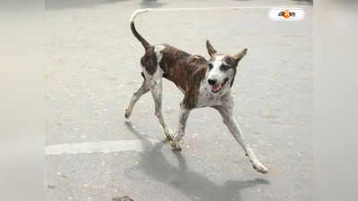 Dog Attack in Odisha: ওড়িশায় কুকুরের হামলায় শিশুর মৃত্যু, জখম আরও ১২