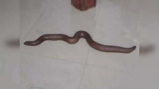 Two headed snake: రెండు తలల సర్పం.. ఖరీదు రూ.25 కోట్లు.. ఆ పామును కాపాడిన కోర్టు 