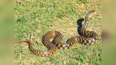 Snake News : 5 फुट लंबे उस सांप के बारे में जान लीजिए, जो गृह मंत्री अमित शाह के घर से पकड़ा गया