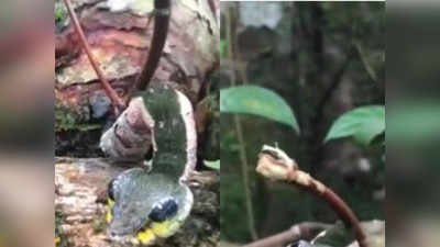 Jungle News: सामने खतरे को आता देखा यह कीड़ा बन जाता है सांप, यकीन न हो तो यह वीडियो देखिए