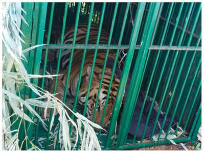 MP : MANIT में घूम रहा टाइगर पिंजरे में फंसा, दो हफ्ते से दहशत में थे भोपालवासी