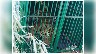 MP : MANIT में घूम रहा टाइगर पिंजरे में फंसा, दो हफ्ते से दहशत में थे भोपालवासी