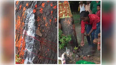 Madhya Pradesh: చెట్టు నుంచి ఉబికి వస్తున్న పాలు.. పాత్రల్లో నింపుకుని ఇంటికి తీసుకెళ్తున్న జనం
