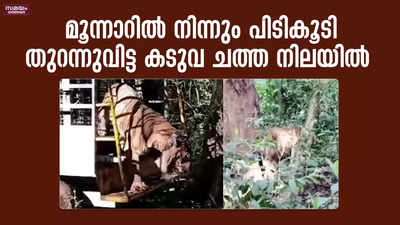 മൂന്നാറിൽ നിന്നും പിടികൂടി തുറന്നുവിട്ട കടുവ ചത്ത നിലയിൽ | tiger