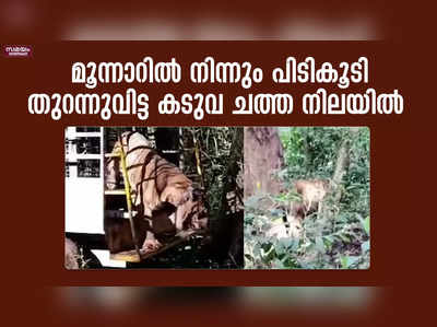 മൂന്നാറിൽ നിന്നും പിടികൂടി തുറന്നുവിട്ട കടുവ ചത്ത നിലയിൽ | tiger