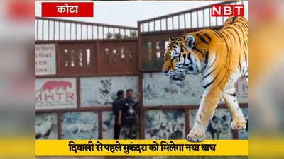 दिवाली से पहले मुकंदरा को मिलेगा नया बाघ, बाघिन लाइटिंग को मिलेगा जोड़ीदार