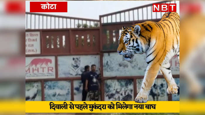 दिवाली से पहले मुकंदरा को मिलेगा नया बाघ, बाघिन लाइटिंग को मिलेगा जोड़ीदार