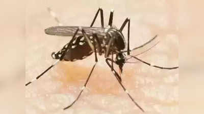 Bihar Dengue : बिहार में जानलेवा डेंगू से आपको बचाएंगे ये 10 खास घरेलु उपाय, बस फटाफट करना होगा ये काम