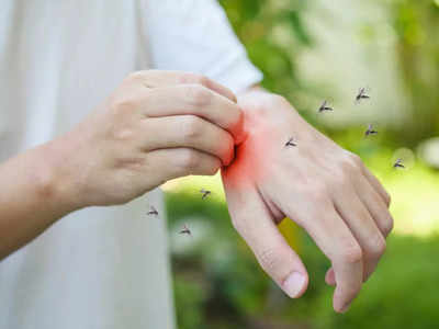 Dengue diet: ડેન્ગ્યુના તાવમાં દવાઓ કરતા વધારે અસર કરશે આ 6 ફૂડ, ઝડપથી વધારશે પ્લેટલેટ્સ કાઉન્ટ્સ