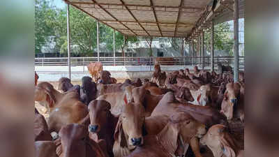 गोतस्करांना बसणार चाप, गोमांसाची चाचणी करण्यासाठी सरकारने शोधला भन्नाट पर्याय