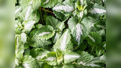 Lemon Balm: മുഖകാന്തി വർധിപ്പിച്ച് മുഖത്തെ പ്രശ്നങ്ങളെല്ലാം പരിഹരിക്കാൻ ലെമൺ ബാം