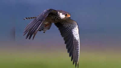 Amur Falcon Migration: ఈ అరుదైన పక్షులు ఏటా ఒక్కసారే కనిపిస్తాయి.. అవి చూడాలంటే అక్కడికి వెళ్లాల్సిందే