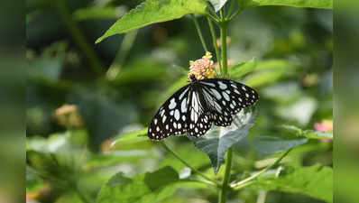 Jungle News: दिल्ली के 7 बायोडायवर्सिटी पार्कों में 76 प्रजातियों की 5922 तितलियां मिलीं