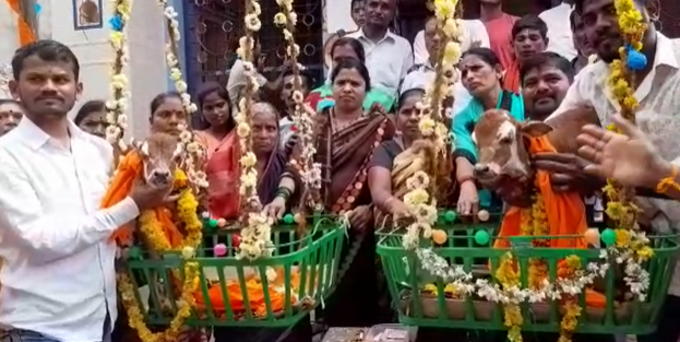 Twin calves naming ceremony