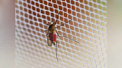 मच्छरों के आतंक से बचाएंगे ये Mosquito Net, कीमत 500 रुपये से भी है कम