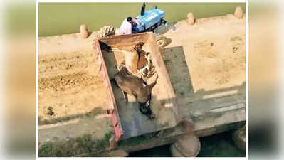 Bhind : नदी में फेंके जा रहे हैं मृत गायों के शव, वीडियो वायरल होने के बाद नगर पालिका के 2 कर्मचारी बर्खास्‍त