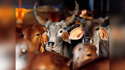 Cattle Smuggling Case : গোরু পাচারে নয়া রুট, ঝাড়গ্রাম হয়ে নদিয়ায়!