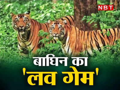 अपने बच्चों को बचाने के लिए बाघ के साथ बाघिन खेलती है लव गेम, जंगल की हैरान कर देने वाली कहानी