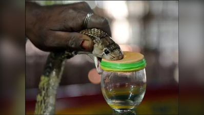 Snake venom: అంతర్జాతీయ మార్కెట్లో పాము విషం.. ఇంత డిమాండ్ ఎందుకు..?
