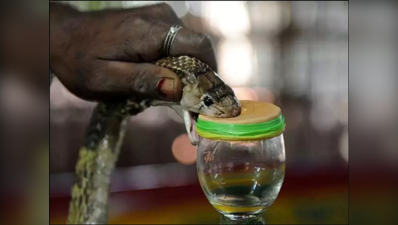 Snake venom: అంతర్జాతీయ మార్కెట్లో పాము విషం.. ఇంత డిమాండ్ ఎందుకు..? 