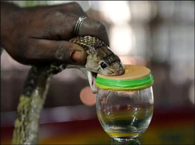 Snake venom: అంతర్జాతీయ మార్కెట్లో పాము విషం.. ఇంత డిమాండ్ ఎందుకు..?